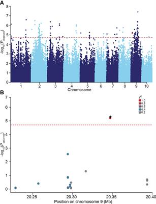 Natural variation and domestication selection of ZmSULTR3;4 is associated with maize lateral root length in response to salt stress